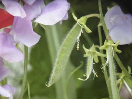 Sweet Pea Seedpods