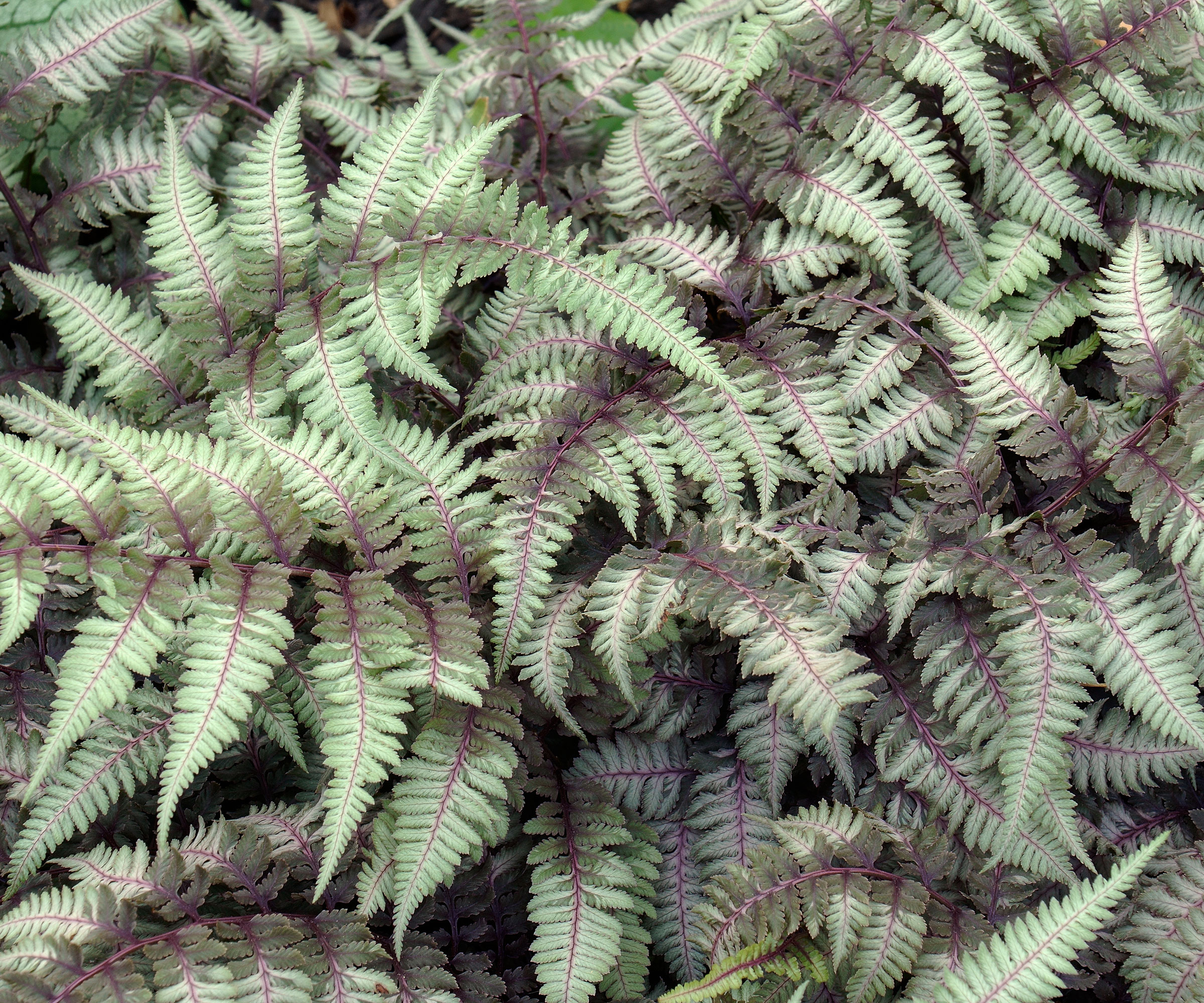 ghost fern growing in back garden