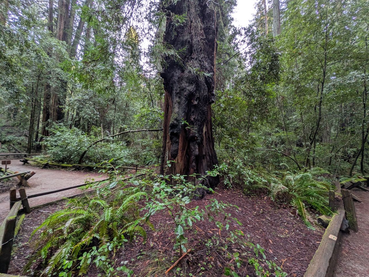 Redwood tree ultrawide by Pixel 8a