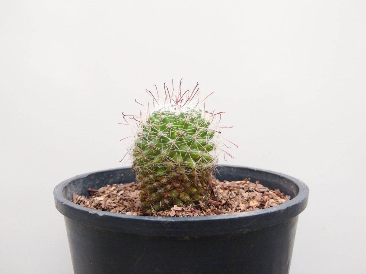 Potted Pincushion Cactus