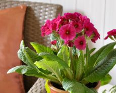 pink primroses in a pot in a home 