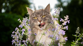 Cat standing behind a catnip flower while licking lips