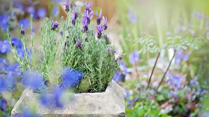 A closeup of lavender growing in a stone planter