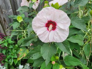 Samsung Galaxy Z Flip 3 camera samples