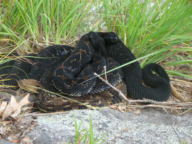 Pregnant female timber rattlesnakes cluster together at birthing rookeries in New York state.