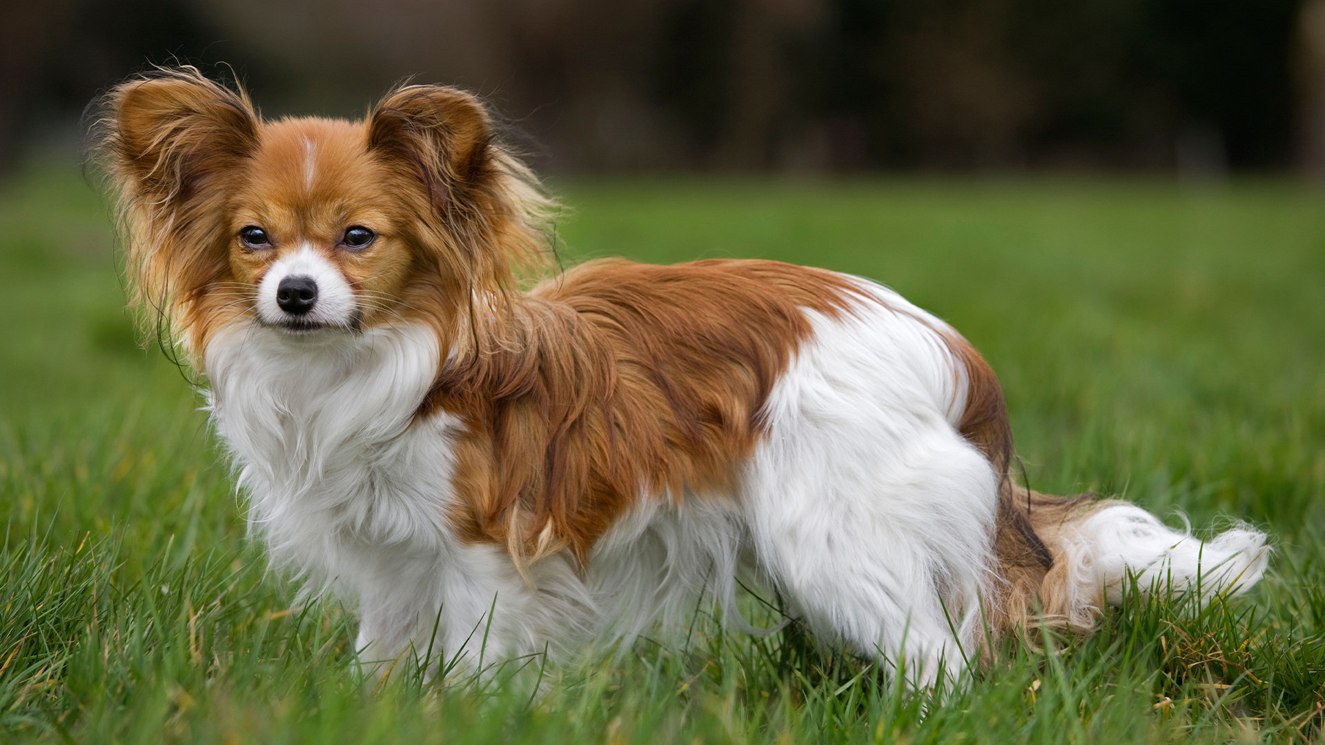 Papillon