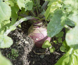 Close up of rutabaga growing in a vegetable garden