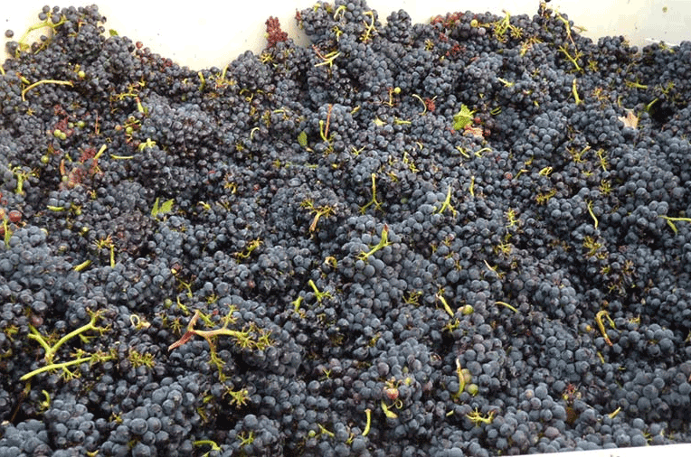 Mumm Napa, pinot noir, wine harvest