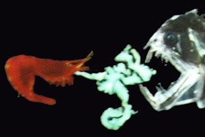 Deep-sea shrimp startling a predator.