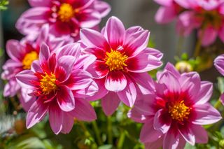 Pink Dahlia flowers in bright sunlight on a gray background in springtime