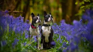 two boston terriers in bluebell wood