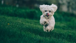 dog running through grass