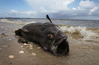 A Goliath grouper fish lies dead on a Florida beach August 1, 2018 during an ongoing red tide crisis.