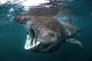 This is what a live basking shark looks like while feeding.