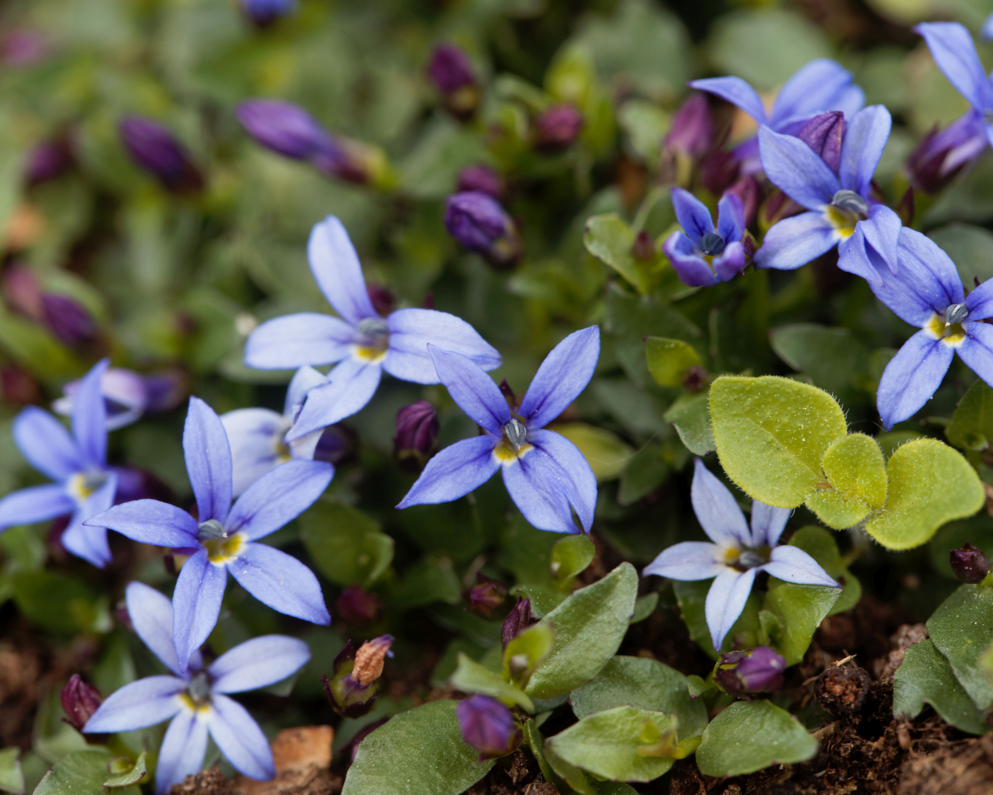Blue star creeper flowers
