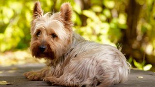 Best dogs for anxiety: Yorkshire terrier