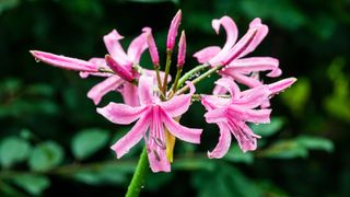 Pink nerine flowers