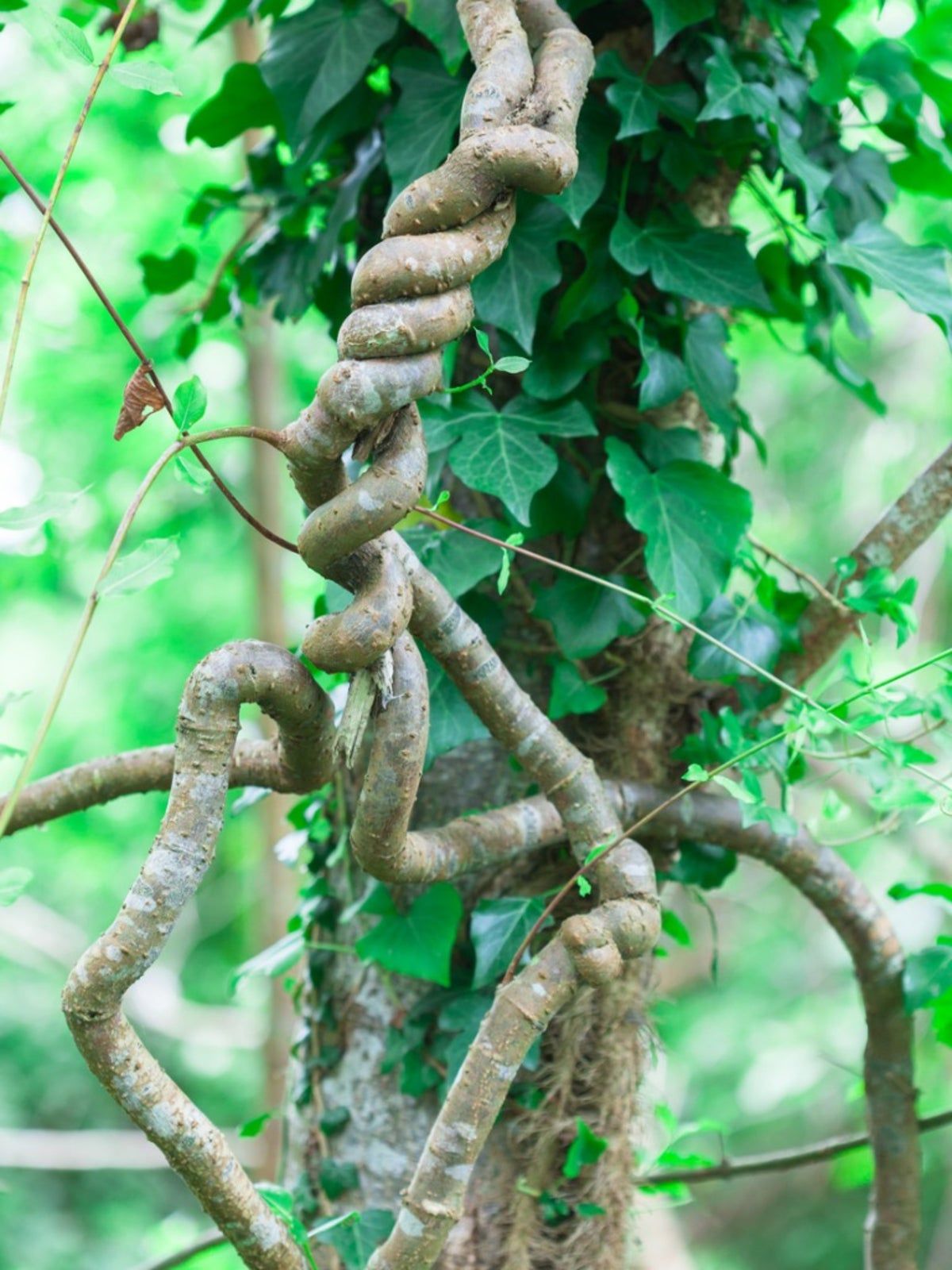 Interwined Branches Of A Persian Ivy Plant