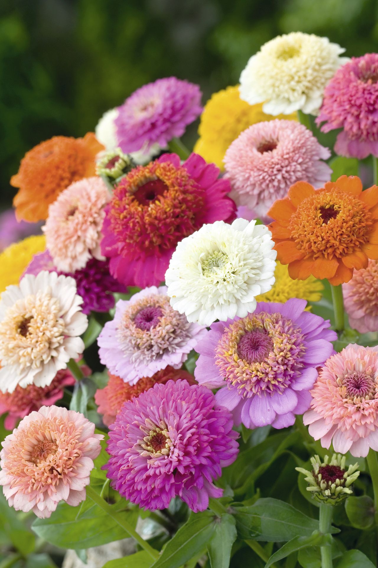 5 plants for long summer color: add these to your flowerbeds | Gardeningetc