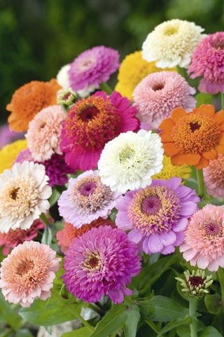 Zinnia Seeds - Faberge Mixed from Dobies