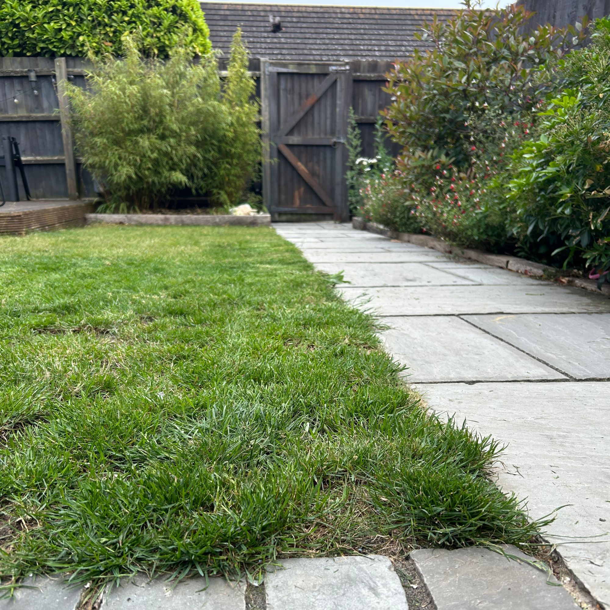 Grass after being mowed