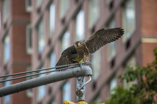 A peregrine falcon lands on a light pole in New York City