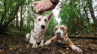 Hand offering treat to two dogs lying on forest floor