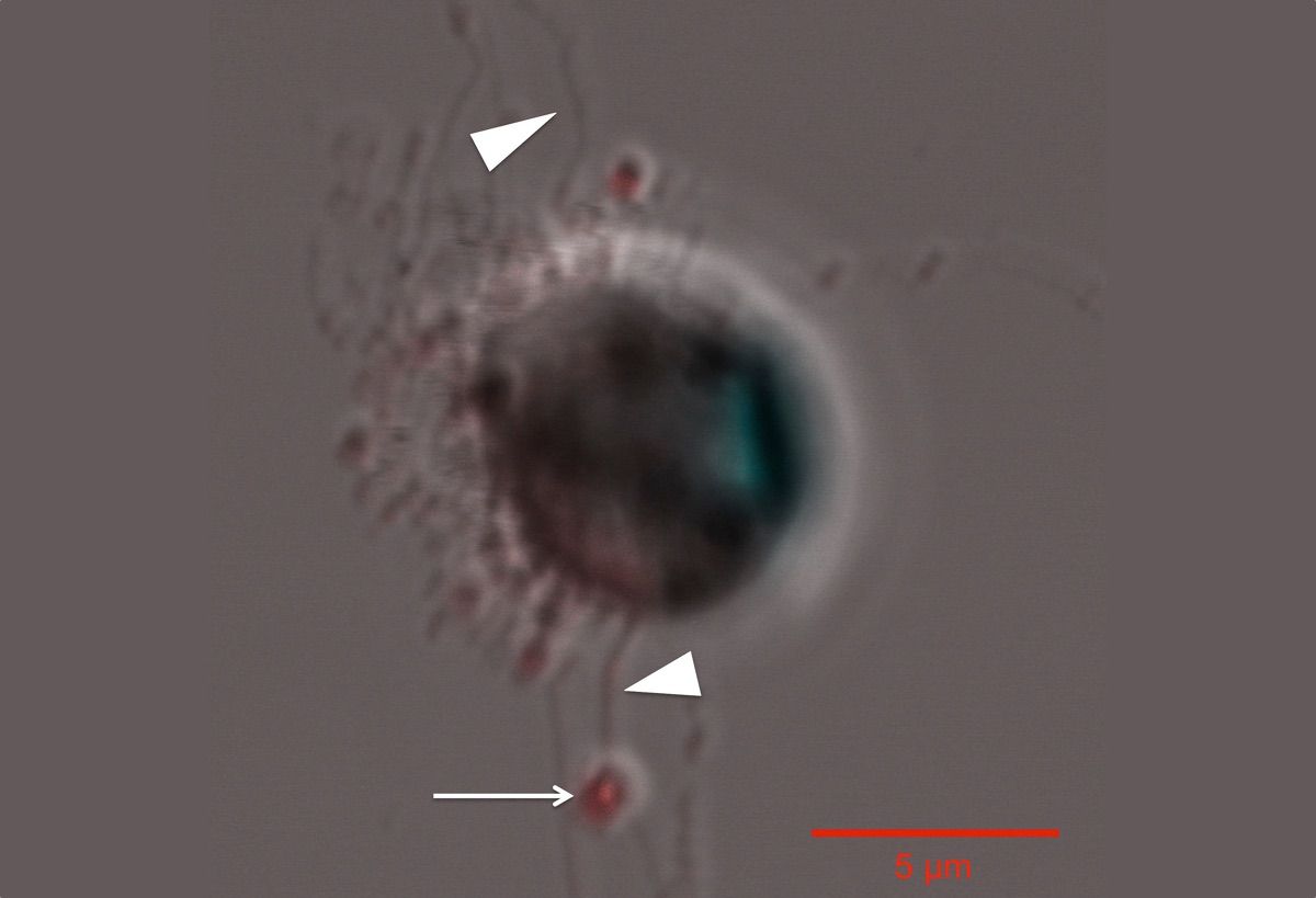 An arrow points to &lt;i&gt;Thalassiosira pseudonana&lt;/i&gt; sperm cells, and wedges indicate the flagella that allow the cells to swim to an egg for fertilization.