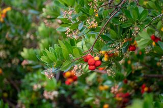 ripe colorful fruits and flowers of Arbutus unedo, strawberry tree, evergreen shrub or small tree in the family