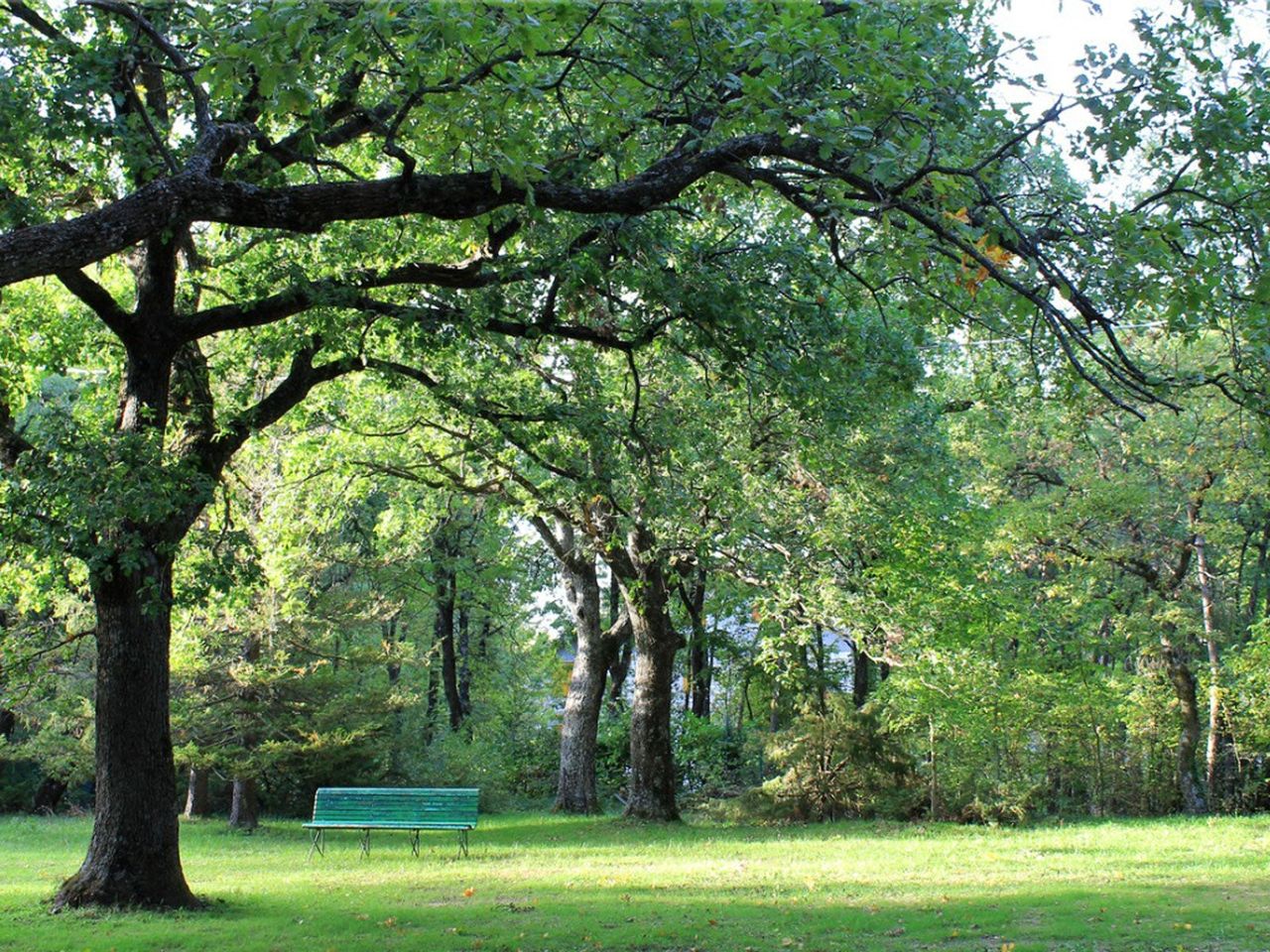 Large Shade Trees In Landscape