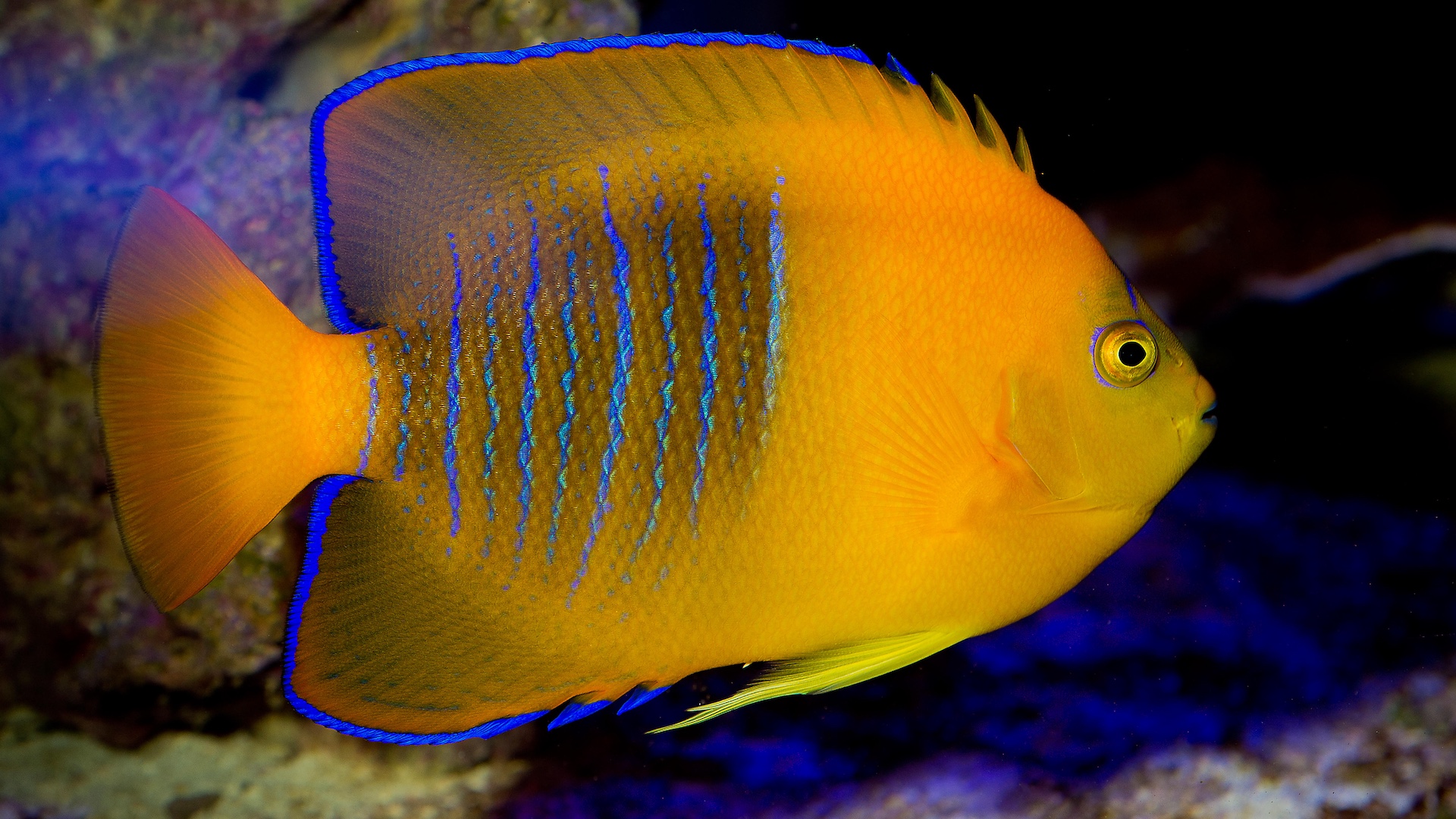 Clarion angelfish