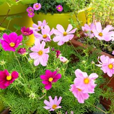 cut flower cosmos plants in containers