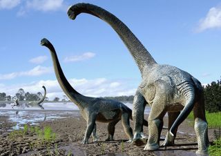 Sauropod bones from Australia