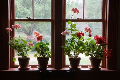 A large window with geranium plants in terracotta pots on the windowsill