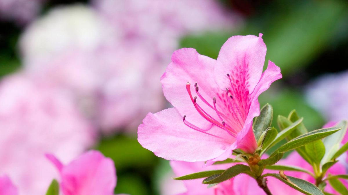 Azaleas and Rhododendrons Need This One Thing in Late Summer for Maximum Blooms Next Year