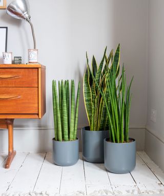 group of snake plants on the floor