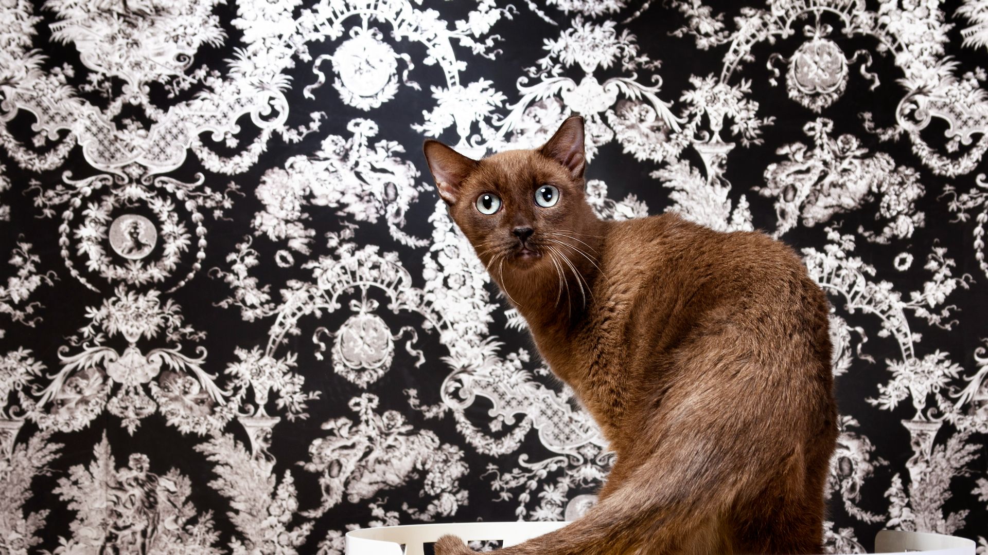 Havanah brown cat