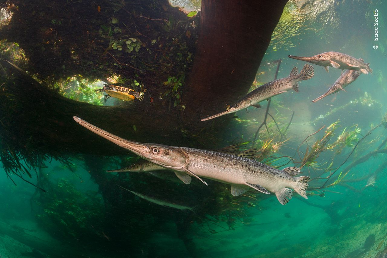 Underwater scene with longnose gar swimming near submerged roots in clear blue water, surrounded by aquatic plants; a calm, natural setting