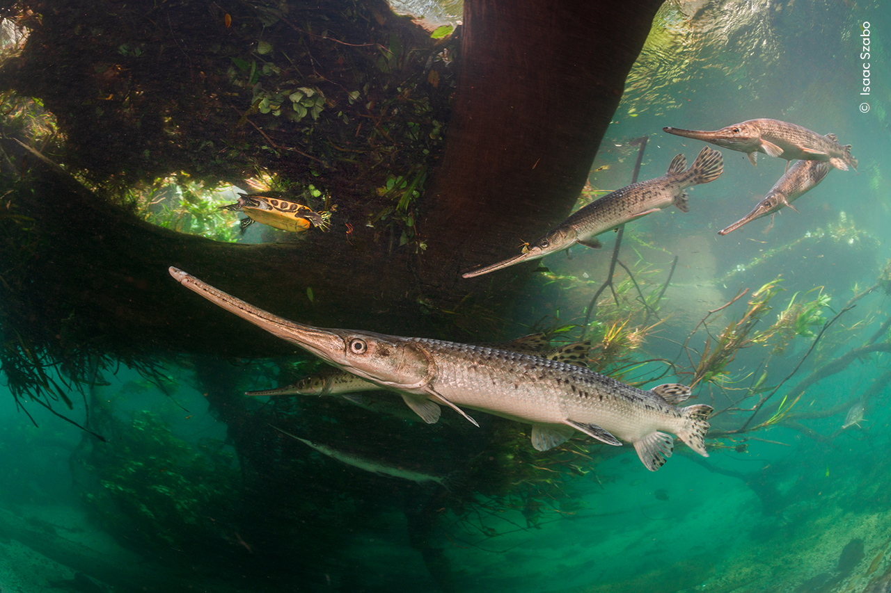 Underwater scene with longnose gar swimming near submerged roots in clear blue water, surrounded by aquatic plants; a calm, natural setting