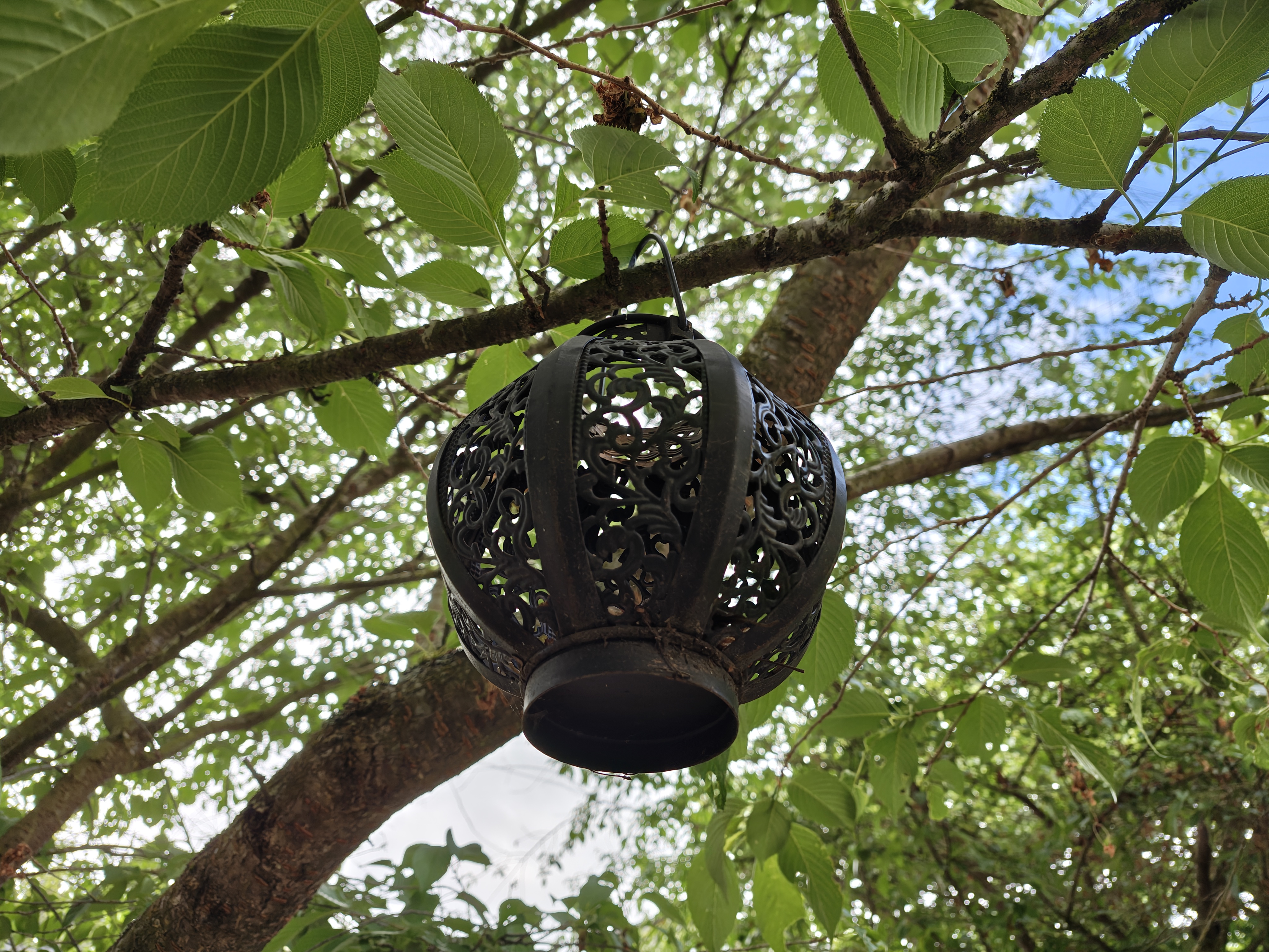 A lantern hanging from a tree
