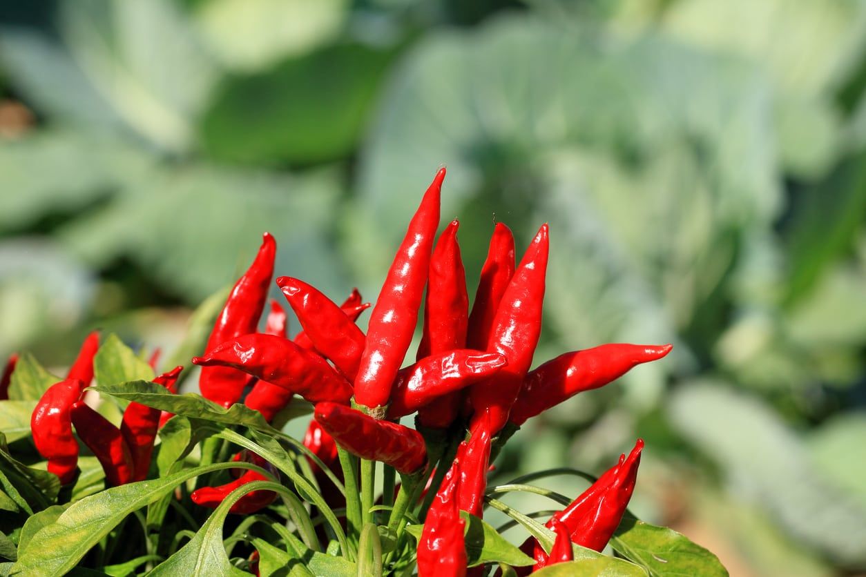 Hawk Claw Chili Peppers