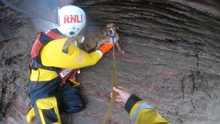 dog that fell ten feet rescued