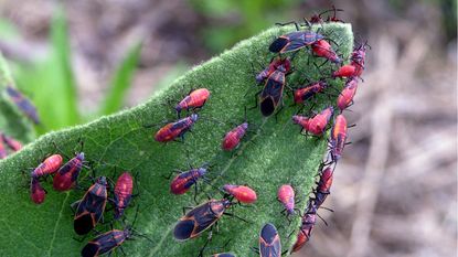 How to repel boxelder bugs from your yard