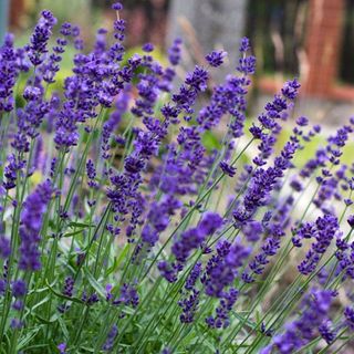 Gardening express Lavender Hidcote Blue