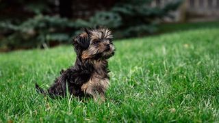 teacup dog breeds morkie