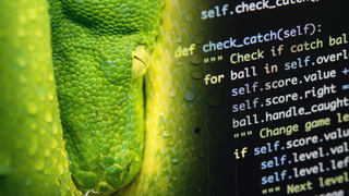 Green snake scales net to python code terminal