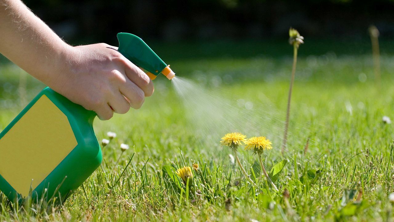 dandelions being sprayed with vinegar