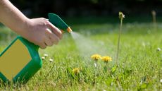 dandelions being sprayed with vinegar