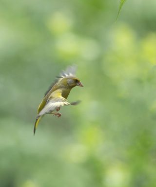 A greenfinch in flight