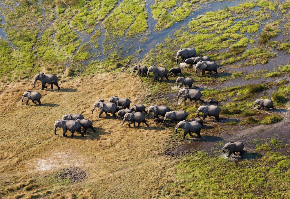 A herd of elephants are photographed from above.